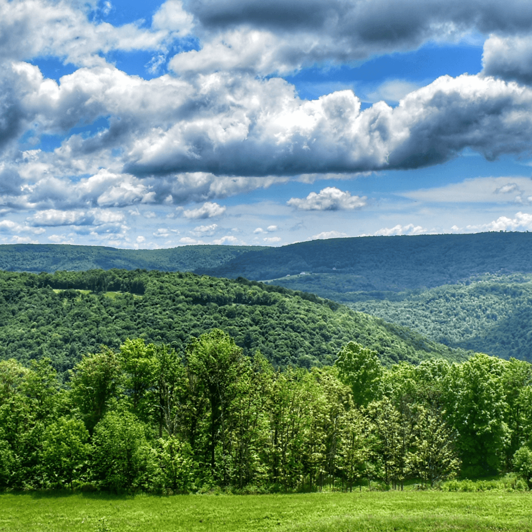 West End Logging and Custom Carving